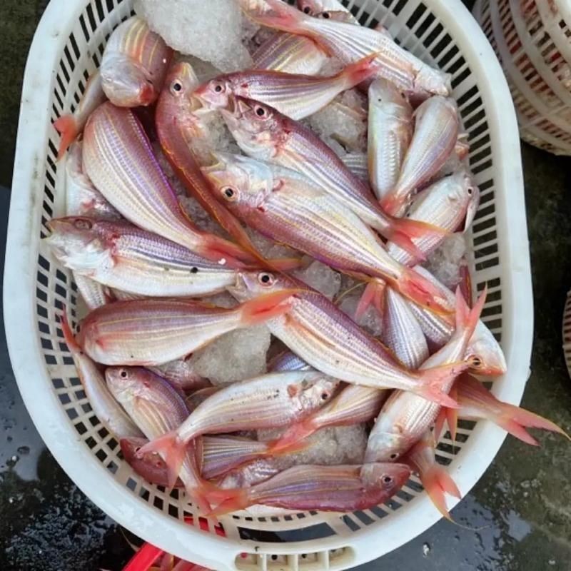 海魚圖片大全，高清海魚圖片大全，