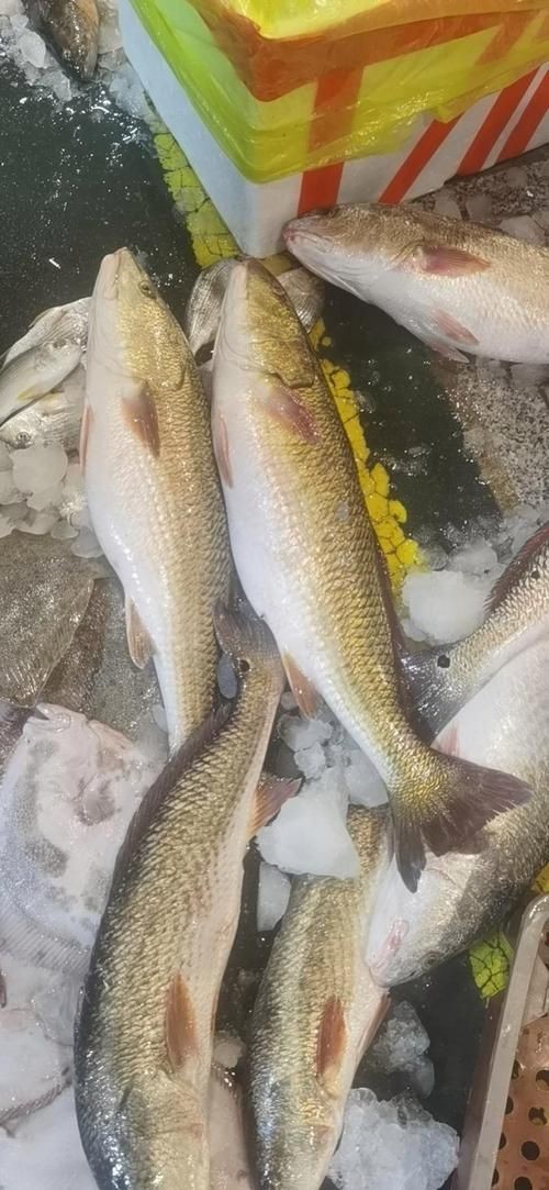 海魚圖片大全，高清海魚圖片大全，