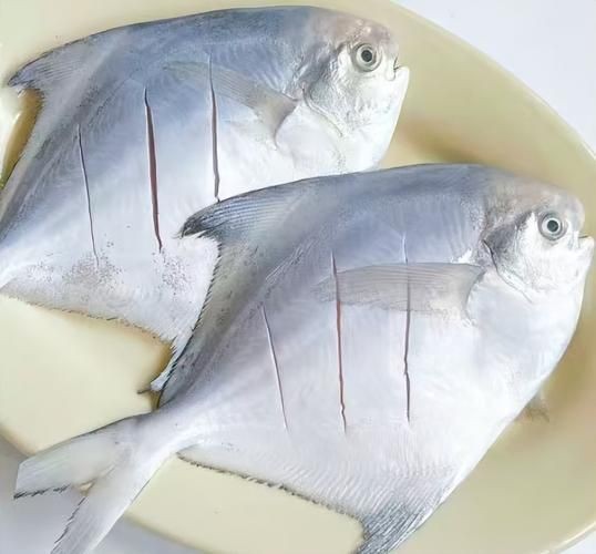 海魚圖片大全，高清海魚圖片大全，