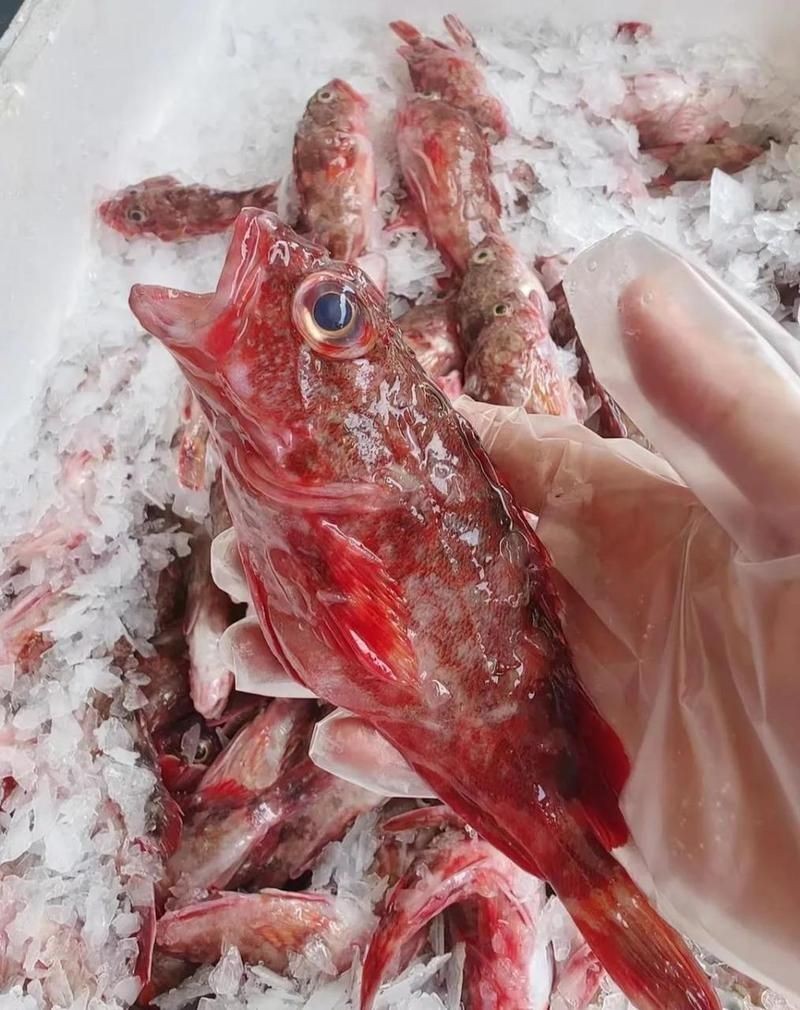 海里的老虎魚圖片，深海獵手，揭秘老虎魚震撼高清實拍圖鑒