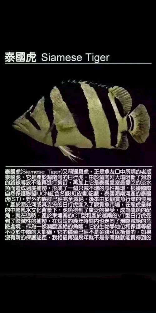 海里的老虎魚圖片，深海獵手，揭秘老虎魚震撼高清實拍圖鑒