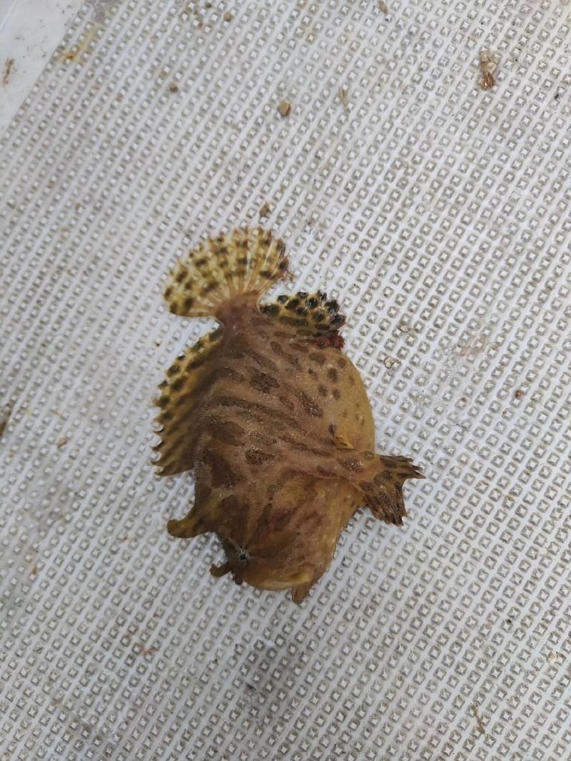 海里的老虎魚圖片，深海獵手，揭秘老虎魚震撼高清實拍圖鑒