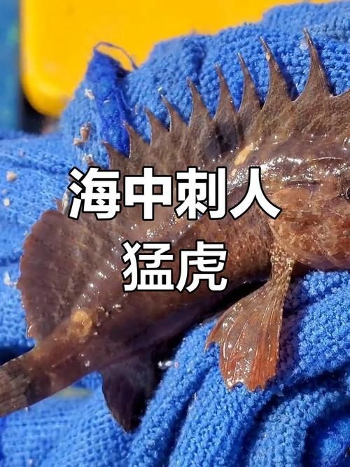 海里的老虎魚圖片，深海獵手，揭秘老虎魚震撼高清實拍圖鑒