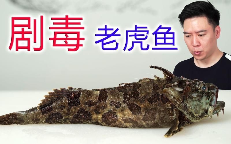 海里的老虎魚圖片，深海獵手，揭秘老虎魚震撼高清實拍圖鑒