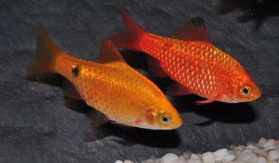 金元寶魚圖片，高清金元寶魚美圖鑒賞，靈動體