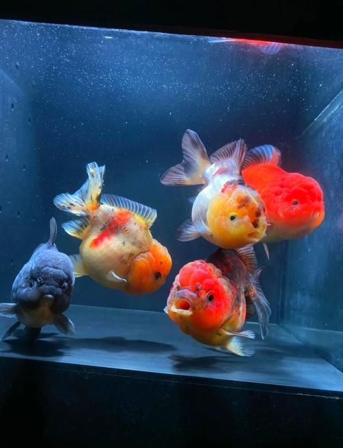 金元寶魚圖片，高清金元寶魚美圖鑒賞，靈動體