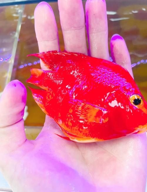 金元寶魚圖片，高清金元寶魚美圖鑒賞，靈動體