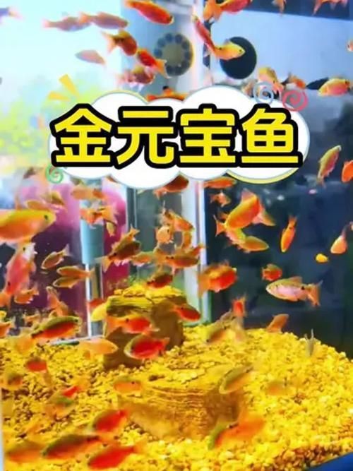 金元寶魚圖片，高清金元寶魚美圖鑒賞，靈動體