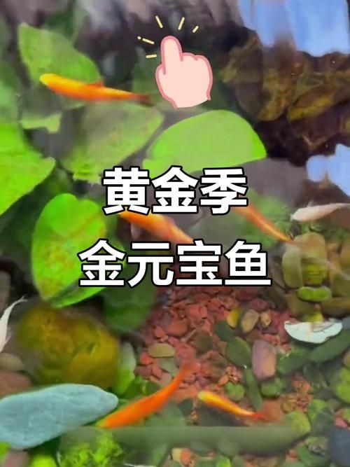 金元寶魚圖片，高清金元寶魚美圖鑒賞，靈動體