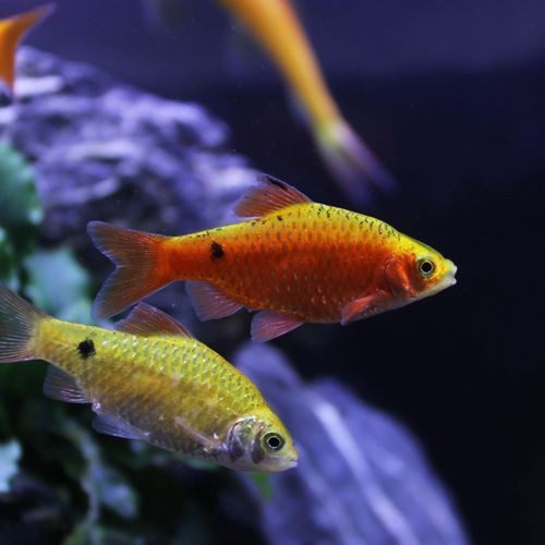 金元寶魚圖片，高清金元寶魚美圖鑒賞，靈動體