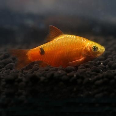 金元寶魚圖片，高清金元寶魚美圖鑒賞，靈動體