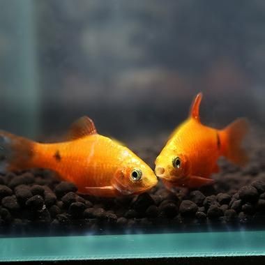 金元寶魚圖片，高清金元寶魚美圖鑒賞，靈動體