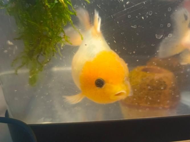 金元寶魚圖片，高清金元寶魚美圖鑒賞，靈動體