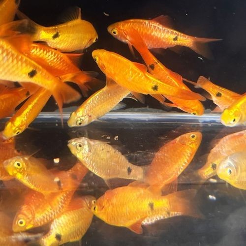 金元寶魚圖片，高清金元寶魚美圖鑒賞，靈動體