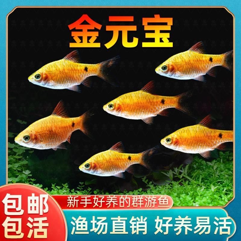 金元寶魚圖片，高清金元寶魚美圖鑒賞，靈動體