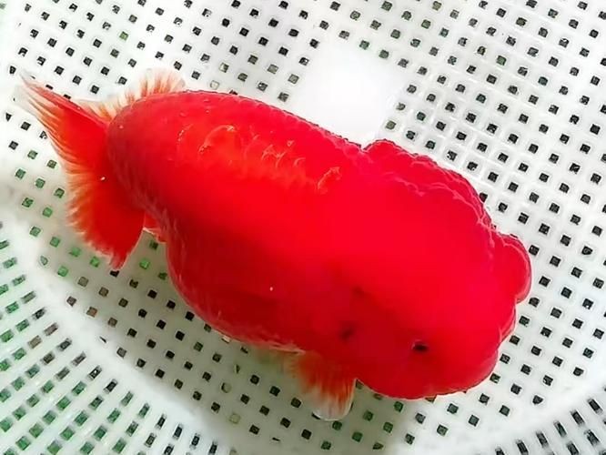 金元寶魚圖片，高清金元寶魚美圖鑒賞，靈動體