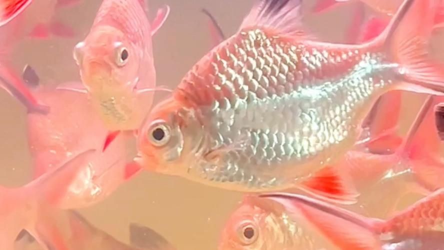 金元寶魚圖片，高清金元寶魚美圖鑒賞，靈動體