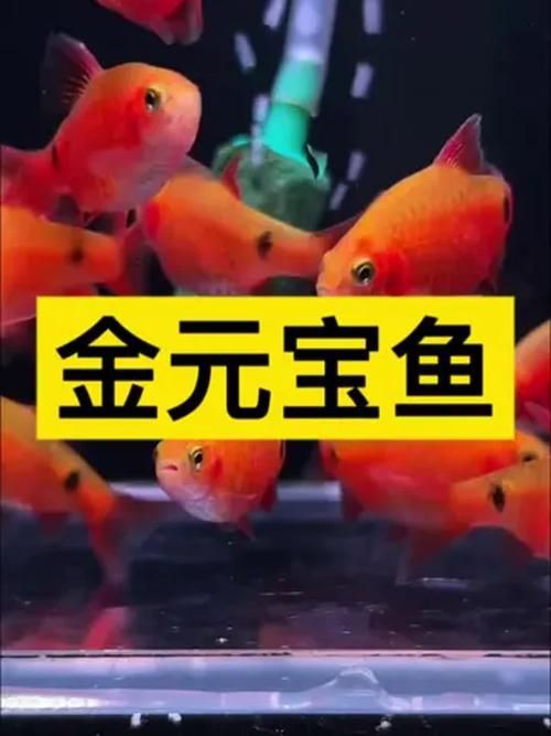 金元寶魚圖片，高清金元寶魚美圖鑒賞，靈動體