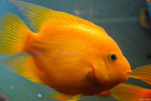 金元寶魚圖片，高清金元寶魚美圖鑒賞，靈動體