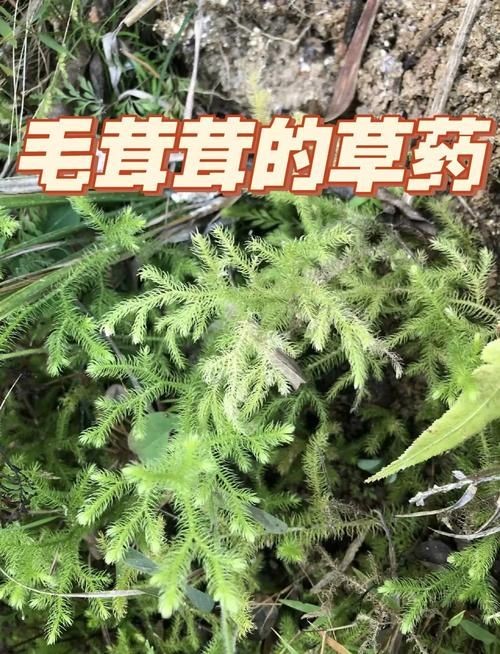莖上長硬筋的圖片，莖部硬筋特征高清實