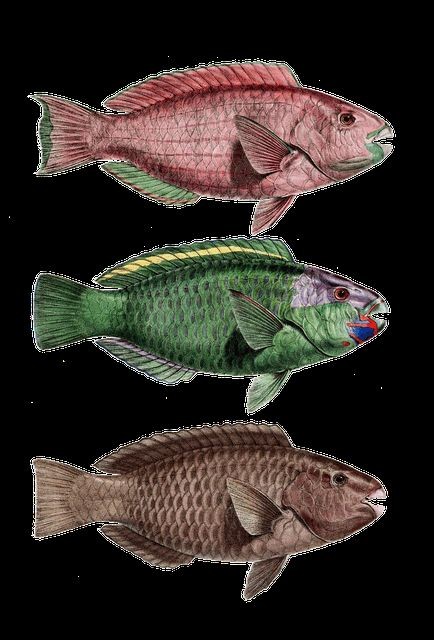 關于紅龍魚的玄學與說法，探秘紅龍魚，玄學奧秘與民間