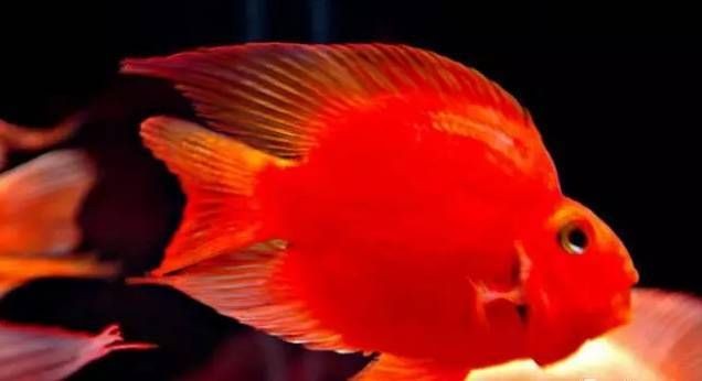 關于紅龍魚的玄學與說法，探秘紅龍魚，玄學奧秘與民間