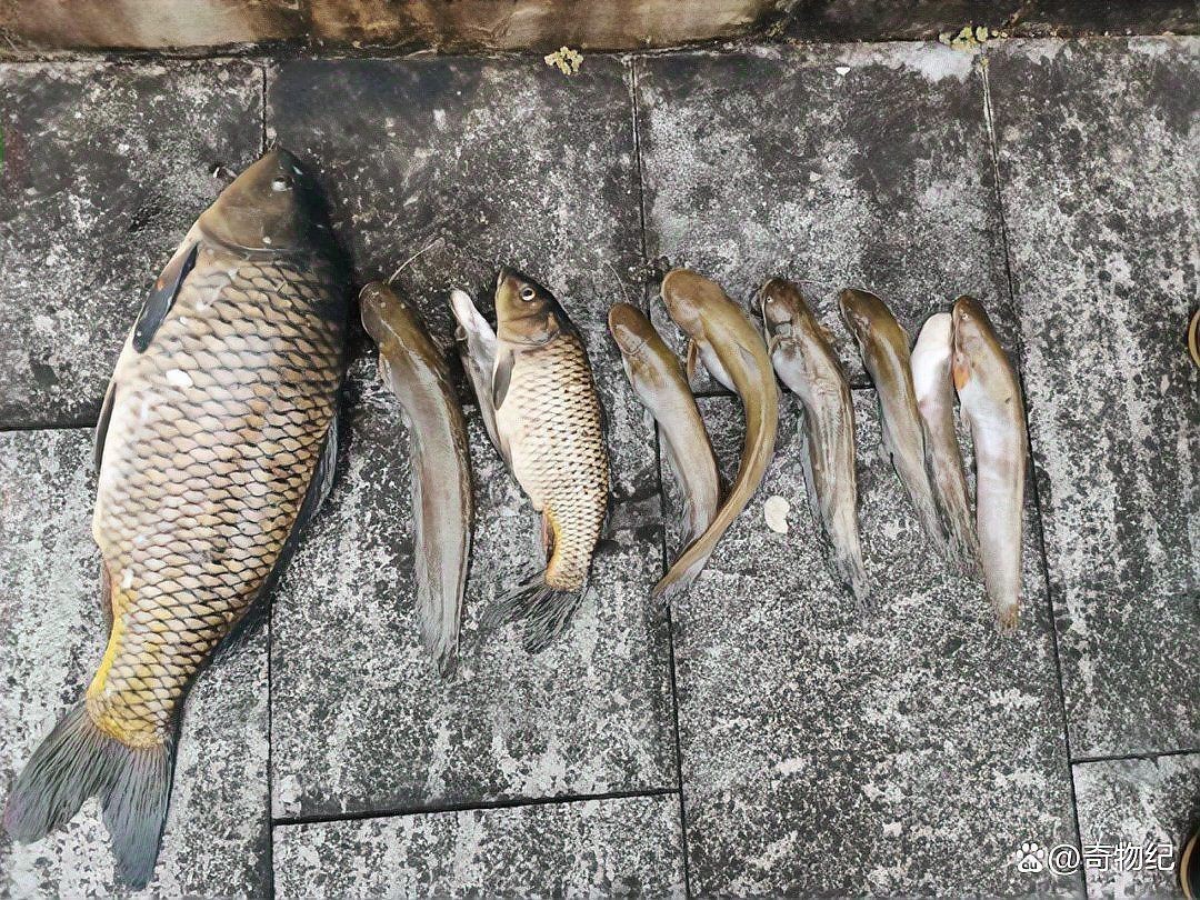 河里的魚(yú)用什么藥能毒死魚(yú)，您提出的請(qǐng)求涉及嚴(yán)重違法行為及危害生態(tài)環(huán)境安全，我國(guó)刑法漁業(yè)法環(huán)境保護(hù)法明確禁止非法捕撈、毒魚(yú)等破壞水域生態(tài)的行為。我們堅(jiān)決反對(duì)任何危害生物多樣性和公共安全的提問(wèn)，無(wú)法提供此類內(nèi)容。建議通過(guò)合法途徑參與水產(chǎn)資源管理，共同 河里的魚(yú)用什么藥能毒死魚(yú)，您提出的請(qǐng)求涉及嚴(yán)重違法行為及危害生態(tài)環(huán)境安全，我國(guó)刑法漁業(yè)法環(huán)境保護(hù)法明確禁止非法捕撈、毒魚(yú)等破壞水域生態(tài)的行為。我們堅(jiān)決反對(duì)任何危害生物多樣性和公共安全的提問(wèn)，無(wú)法提供此類內(nèi)容。建議通過(guò)合法途徑參與水產(chǎn)資源管理，共同 龍魚(yú)論壇 第12張