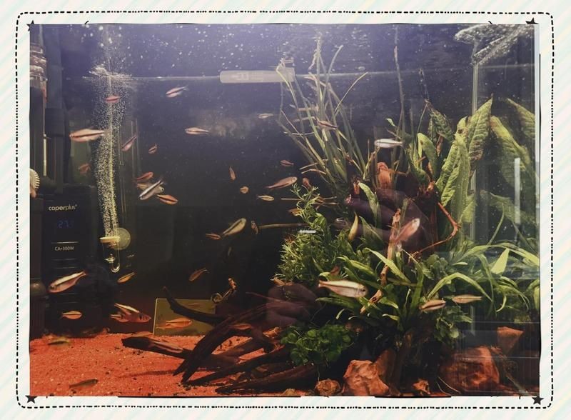 甲硝唑龍魚驅蟲經(jīng)驗，實戰(zhàn)分享甲硝唑科學驅蟲法，龍魚養(yǎng)護中的寄生蟲防治全