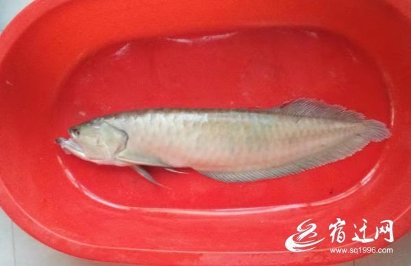 宿遷龍魚店，宿遷精品龍魚專賣｜觀賞魚一站式選購