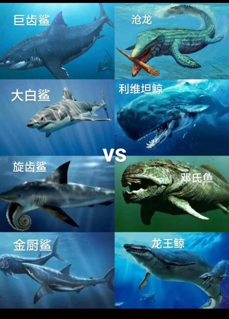 巨齒鯊吃掉大白鯊圖片，驚爆！巨齒鯊獵殺大
