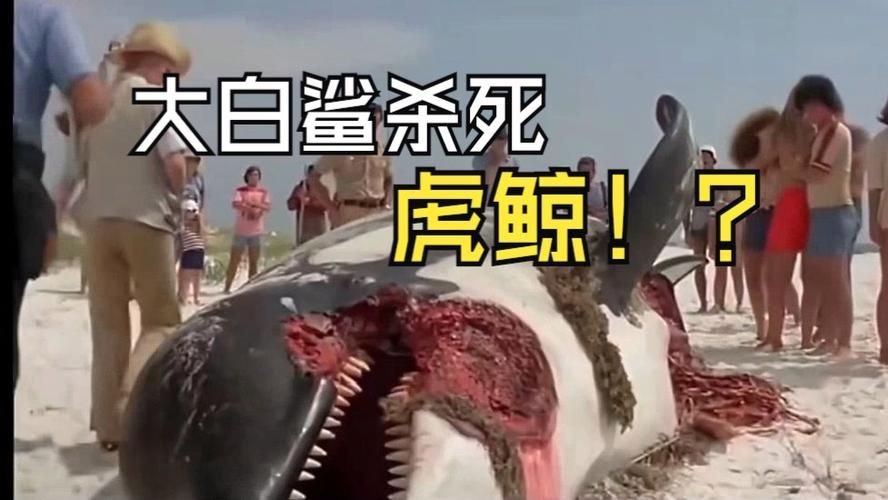 巨齒鯊吃掉大白鯊圖片，驚爆！巨齒鯊獵殺大