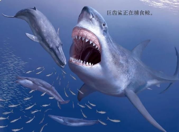 巨齒鯊吃掉大白鯊圖片，驚爆！巨齒鯊獵殺大