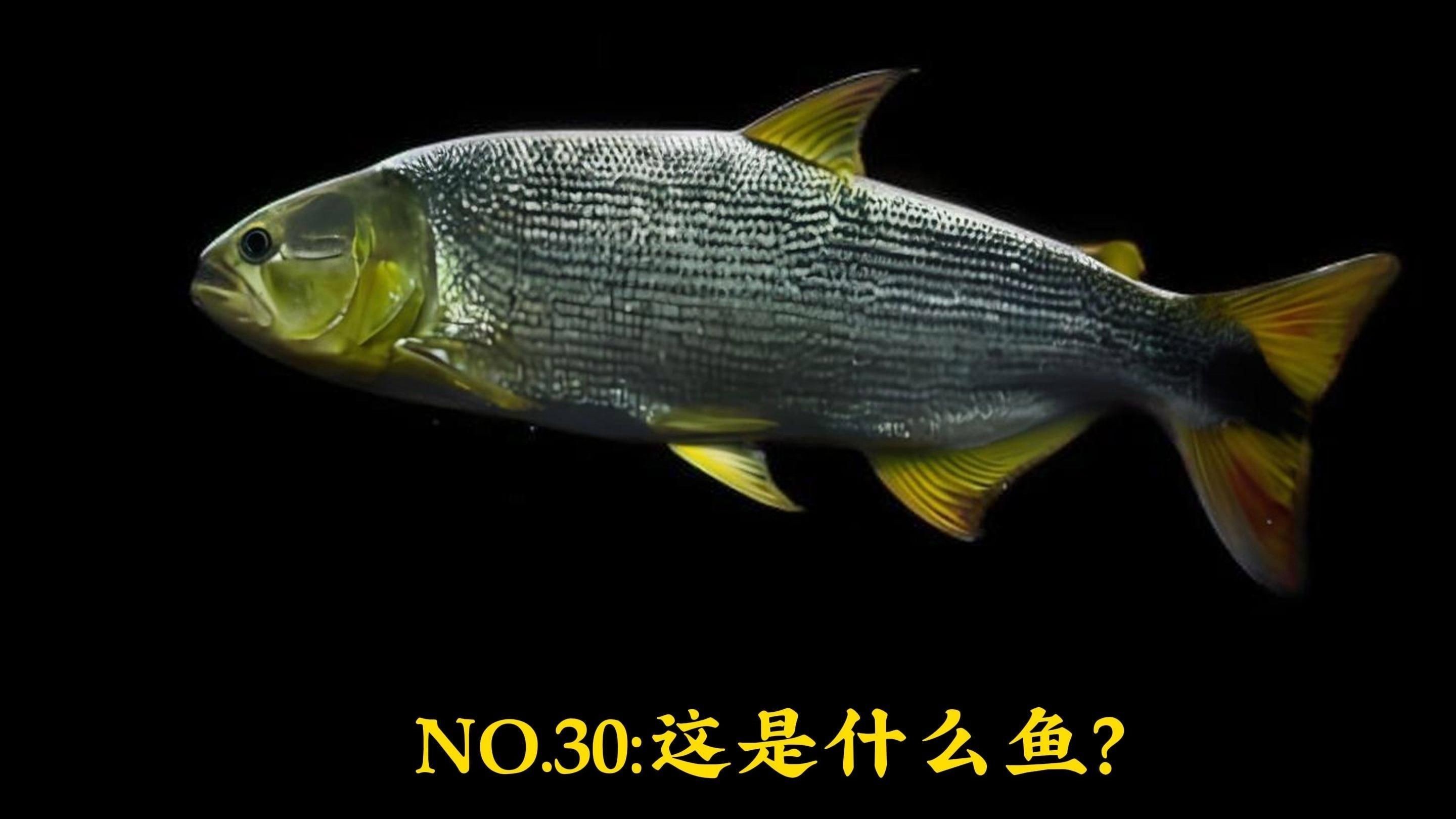 河虎和黃金猛魚哪個好，河虎VS黃金猛魚，兩大熱門觀賞魚全方位對比