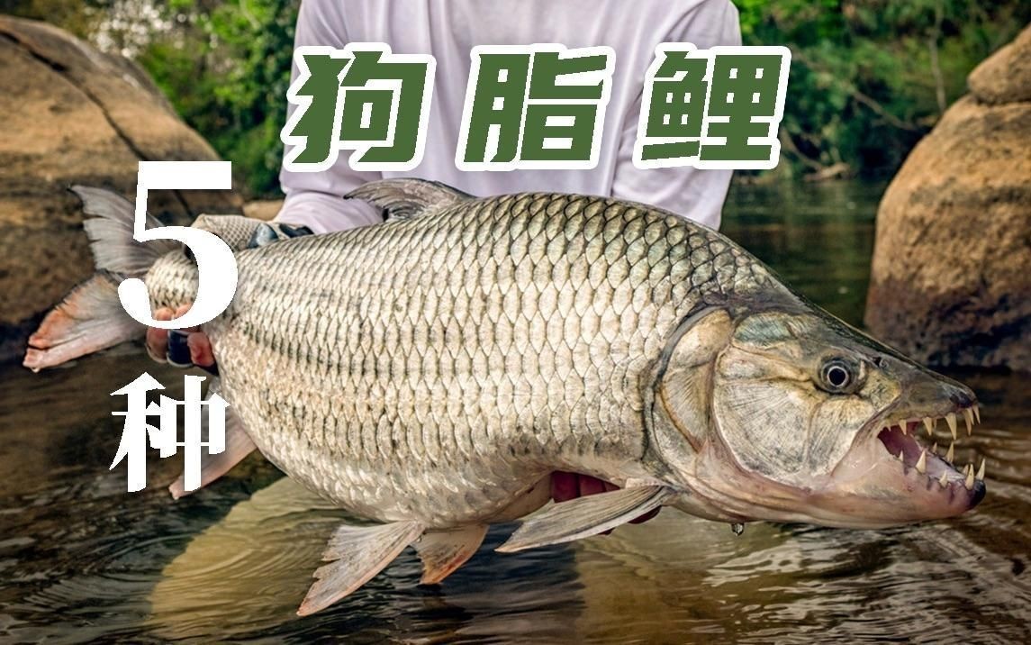 河虎和黃金猛魚哪個好，河虎VS黃金猛魚，兩大熱門觀賞魚全方位對比