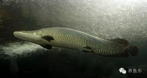 海象魚混養(yǎng)最佳搭配，海象魚混養(yǎng)黃金組合，這些魚類與它堪稱完美搭檔