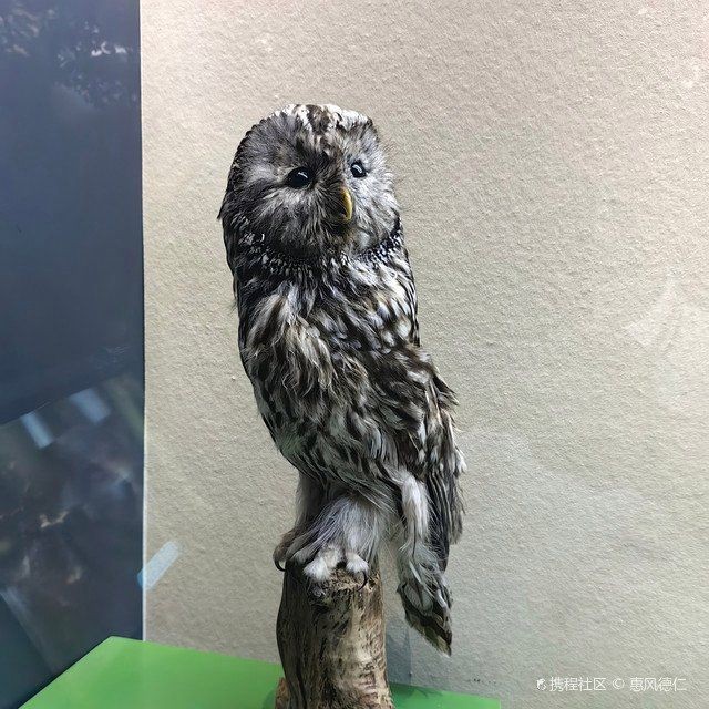 佳木斯水族店，佳木斯人氣水族店｜觀賞魚/器材/造景一站式購齊！