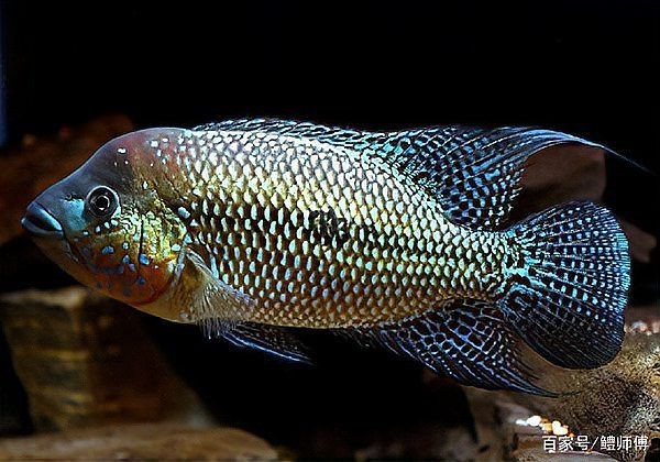 哥倫比亞巨暴魚怎么養(yǎng)，哥倫比亞巨暴魚科學(xué)養(yǎng)護(hù)全攻略，從水質(zhì)到喂食