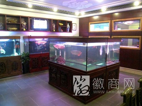 合肥龍魚店，合肥精品龍魚店哪家強？這家