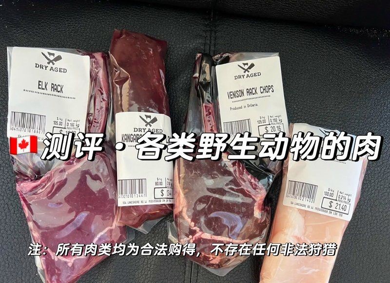 海象肉什么味道，揭秘！海象肉的真實口感究竟如何