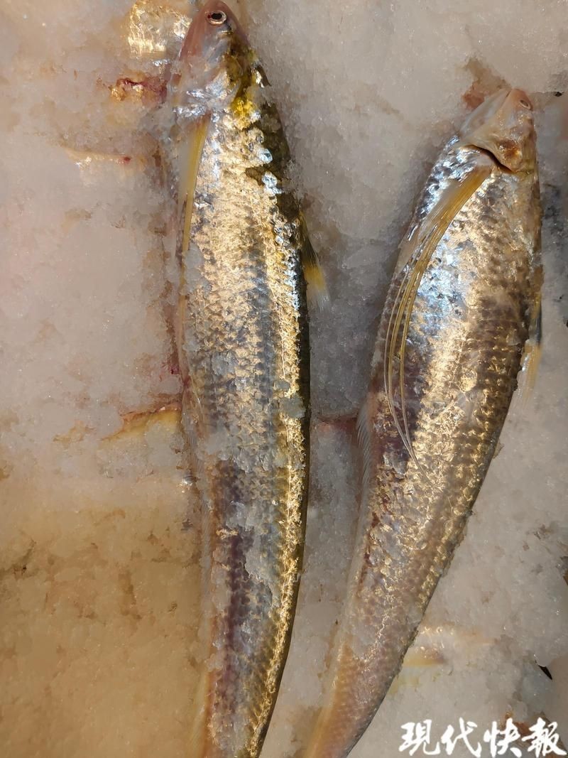 海刀魚110元一斤正常么，海刀魚標價110元/斤引熱議，市場價格究竟