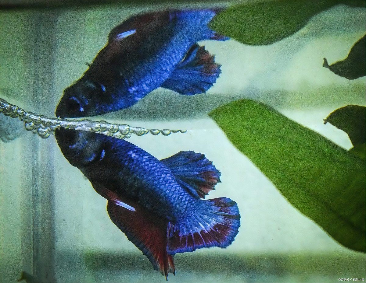 家里養(yǎng)黑瑪麗魚(yú)好不好，家庭養(yǎng)殖黑瑪麗魚(yú)