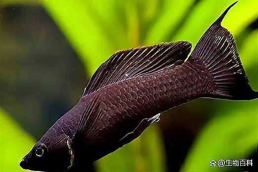 家里養(yǎng)黑瑪麗魚(yú)好不好，家庭養(yǎng)殖黑瑪麗魚(yú)