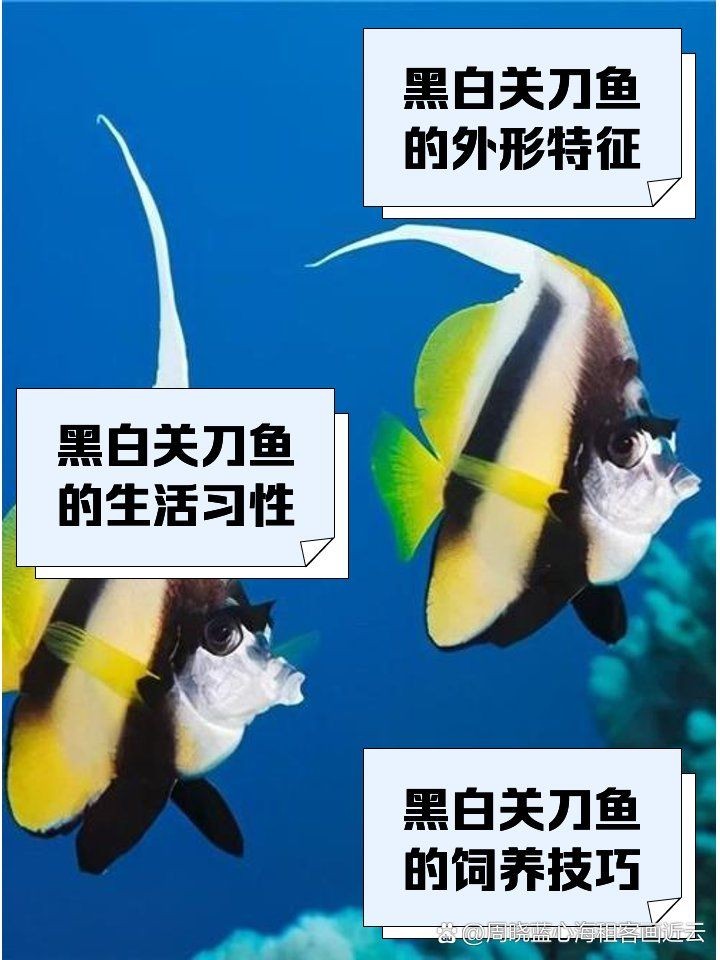 關刀魚十大排名，關刀魚TOP10權威盤點，熱門品種排名大