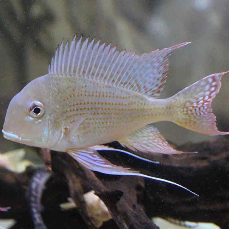 關刀魚十大排名，關刀魚TOP10權威盤點，熱門品種排名大