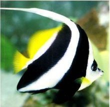 關刀魚混養最忌三種魚，警示！關刀魚混養需
