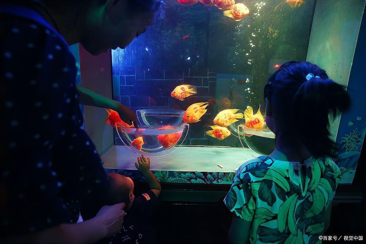 關刀魚混養最忌三種魚，警示！關刀魚混養需