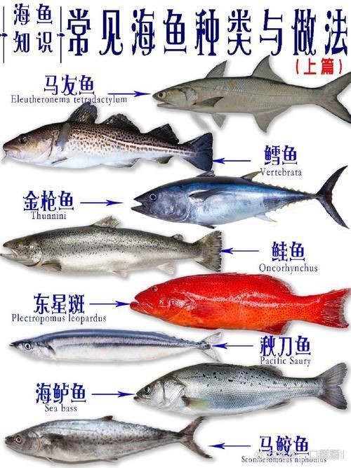 海魚100種圖片，百種驚艷海魚高清圖鑒，探索海洋精靈的
