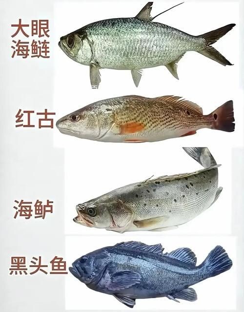 海魚100種圖片，百種驚艷海魚高清圖鑒，探索海洋精靈的