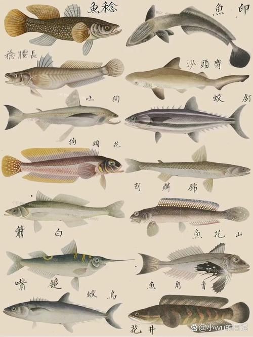 海魚100種圖片，百種驚艷海魚高清圖鑒，探索海洋精靈的