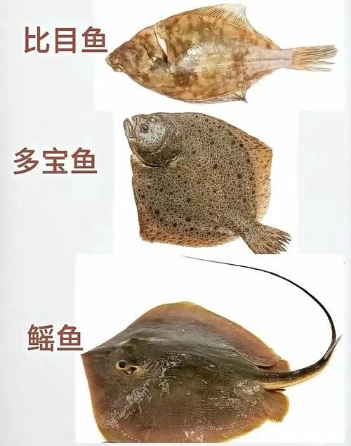 海魚100種圖片，百種驚艷海魚高清圖鑒，探索海洋精靈的